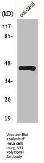 N33 Polyclonal Antibody