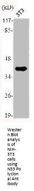 N33 Polyclonal Antibody