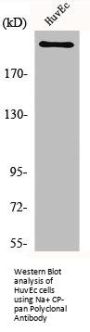 SCN1A/SCN2A/SCN3A/SCN4A/SCN5A/SCN8A/SCN10A/SCN11A Antibody