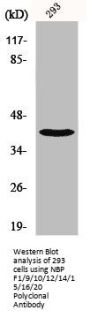 NBPF1/NBPF9/NBPF10/NBPF12/NBPF14/NBPF15/NBPF16/NBPF20 Antibody