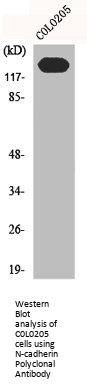 CDH2 Antibody