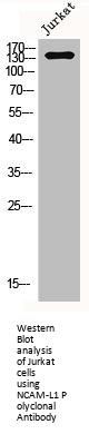 L1CAM Antibody
