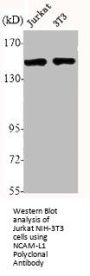 L1CAM Antibody