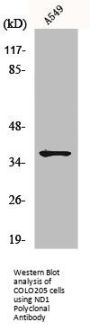 MT-ND1 Antibody