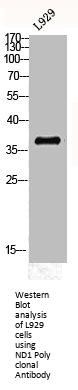 MT-ND1 Antibody