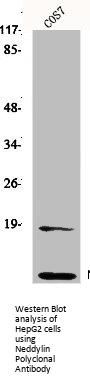 NEDD8 Antibody