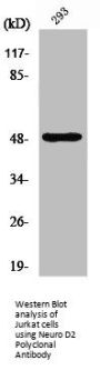 NEUROD2 Antibody