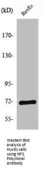 NF2 Antibody
