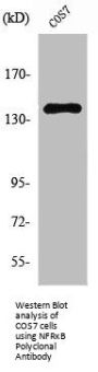 NFRKB Antibody