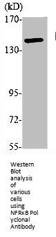 NFRKB Antibody