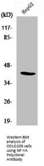 NFYA Antibody