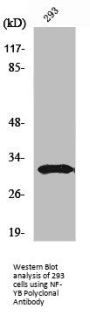NFYB Antibody