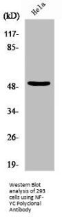 NFYC Antibody