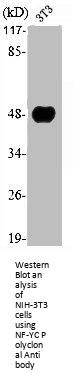 NFYC Antibody