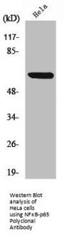 RELA Antibody