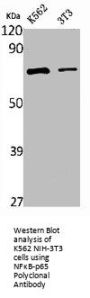 RELA Antibody