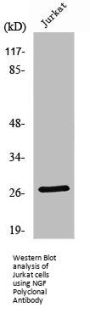 NGF Antibody