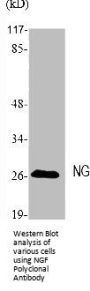 NGF Antibody