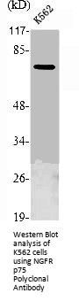 NGFR Antibody