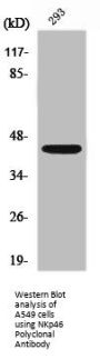 NCR1 Antibody