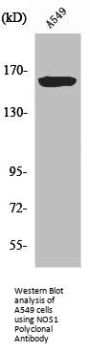 NOS1 Antibody