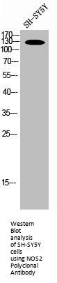 NOS2 Antibody