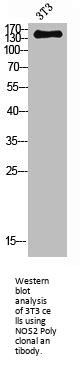 NOS2 Antibody