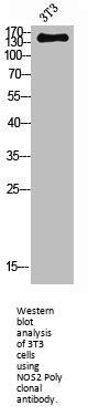 NOS2 Antibody