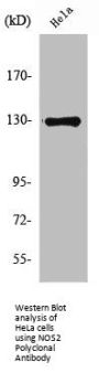 NOS2 Antibody