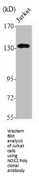 NOS2 Antibody