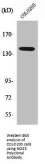 NOS3 Antibody