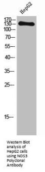NOS3 Antibody