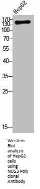 NOS3 Antibody