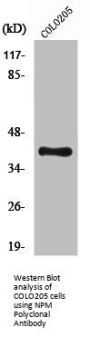 NPM1 Antibody
