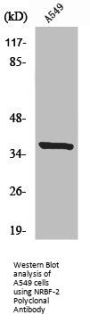 NRBF2 Antibody