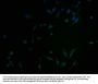 C1GALT1C1 Antibody