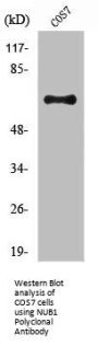 NUB1 Antibody
