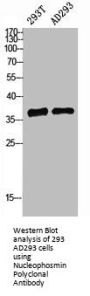 NPM1 Antibody