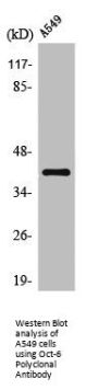 POU3F1 Antibody