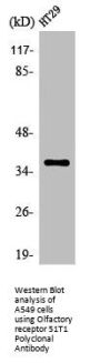 Olfactory receptor 51T1 Polyclonal Antibody