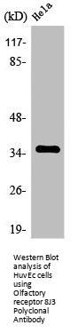 OR8J3 Antibody
