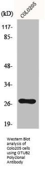 OTUB2 Antibody