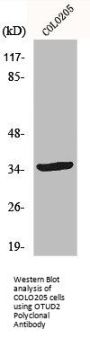 YOD1 Antibody