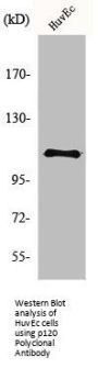 CTNND1 Antibody
