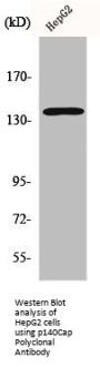 SRCIN1 Antibody