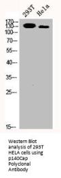 SRCIN1 Antibody