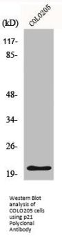 CDKN1A Antibody