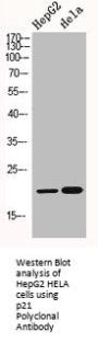 CDKN1A Antibody
