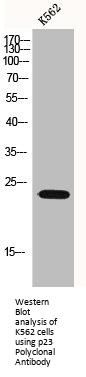 PTGES3 Antibody