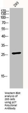 CDKN1B Antibody